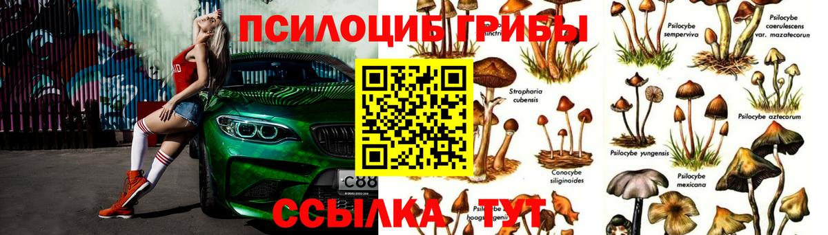 Соль-Илецк  Псилоцибиновые грибы Cubensis  сколько стоит  Вход с VPN 
